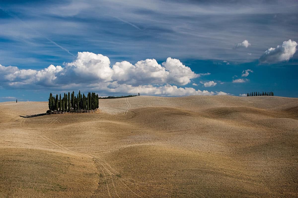 Boschetto di cipressi in un campo dorato sotto grandi nuvole